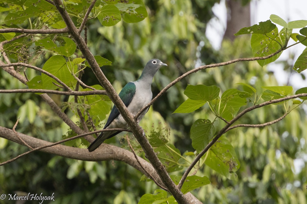 Spectacled Imperial-Pigeon - ML525409761