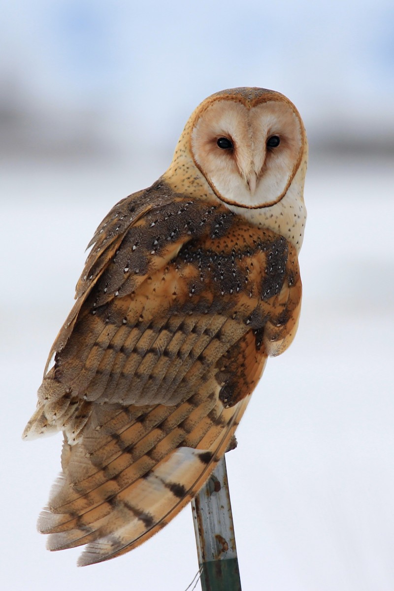 Barn Owl - Matthew Pendleton