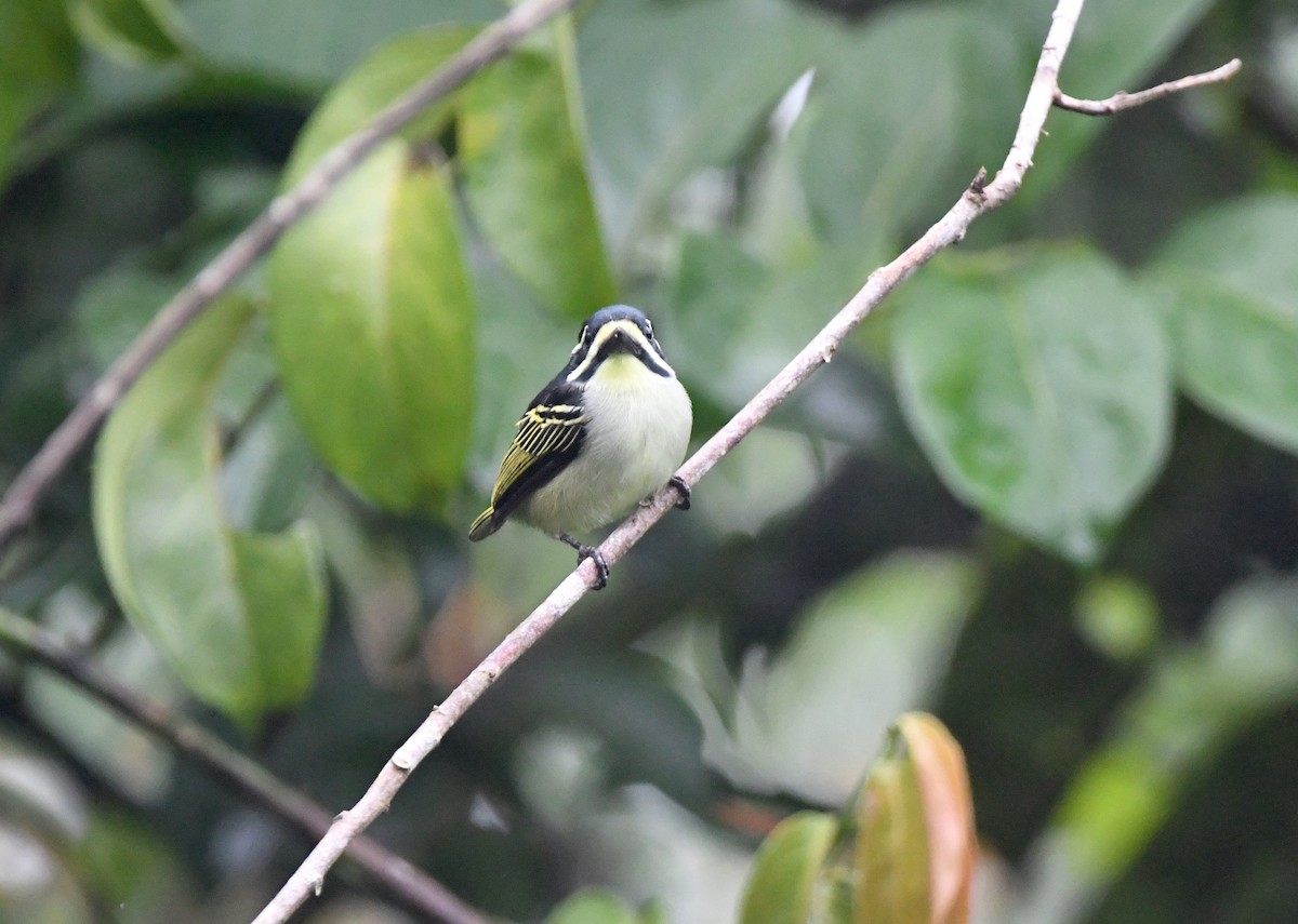 Yellow-throated Tinkerbird - ML525415701