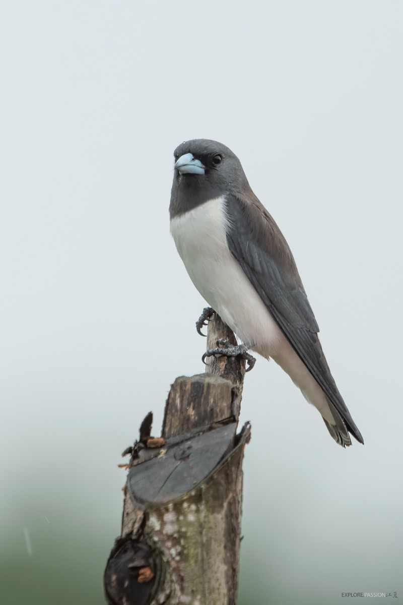 White-breasted Woodswallow - ML525416771