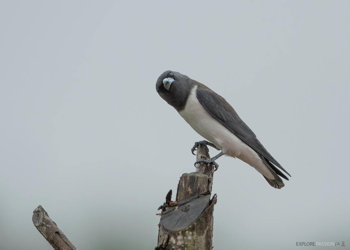 White-breasted Woodswallow - ML525416791