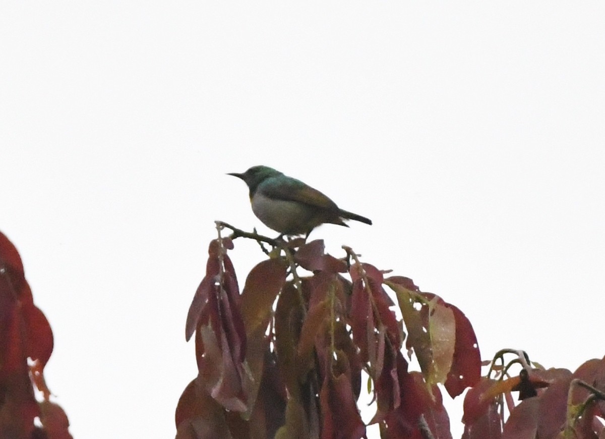 Green Sunbird (Gray-throated) - ML525417171