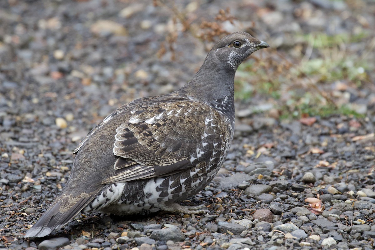 Sooty Grouse - Otto Mayer