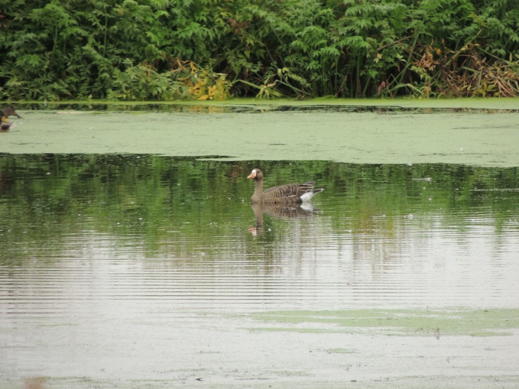 Greater White-fronted Goose - ML525417641