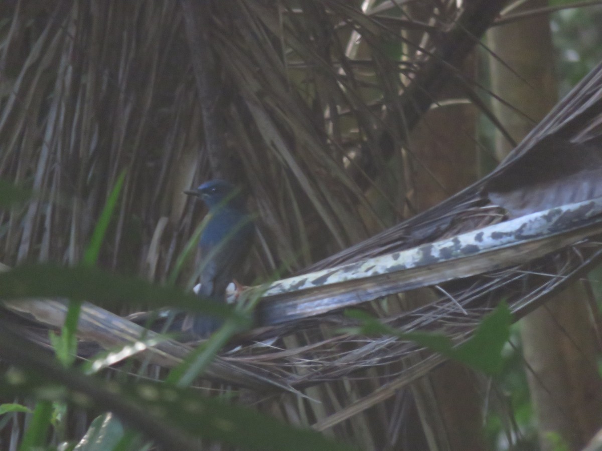 Blue-breasted Blue Flycatcher - Peter Quakenbush