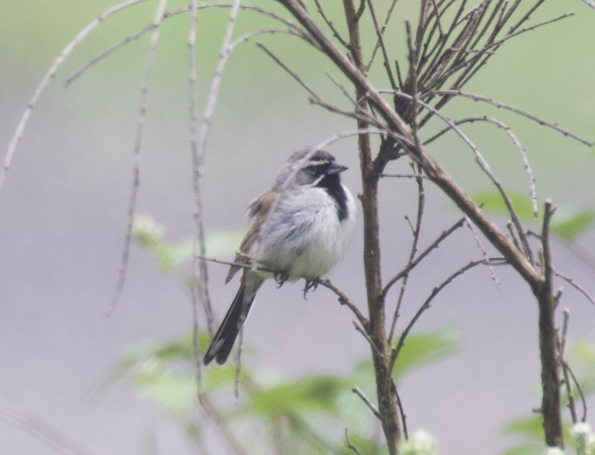 Black-throated Sparrow - ML525419581
