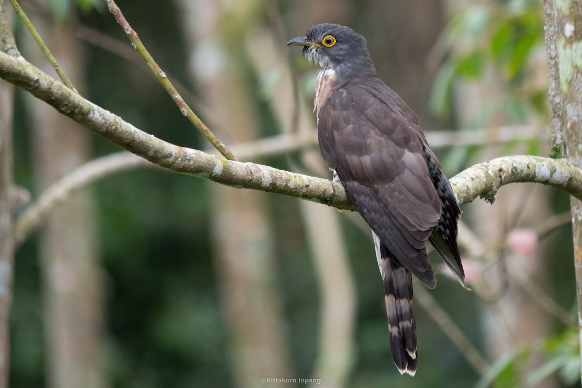 Large Hawk-Cuckoo - Kittakorn Inpang