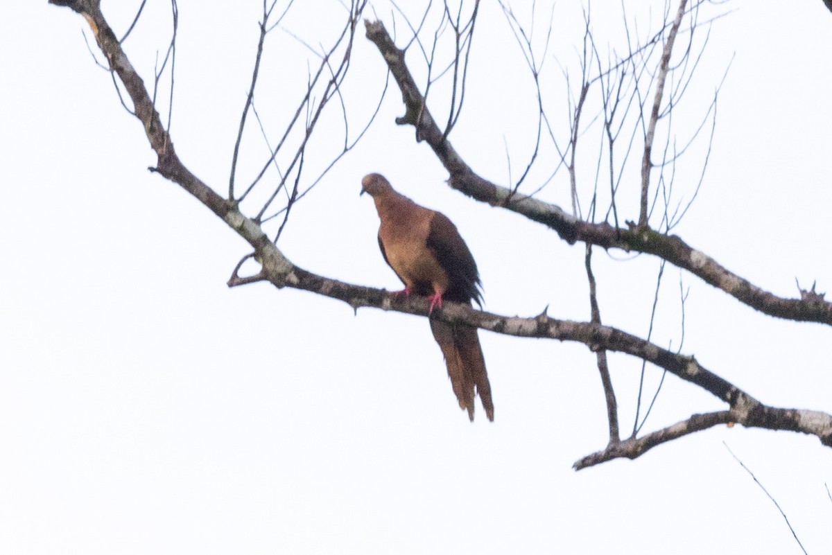 Brown Cuckoo-Dove - ML525421671