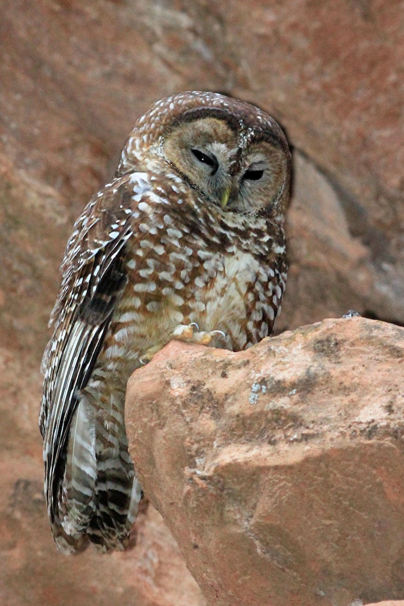 Spotted Owl - Matthew Pendleton