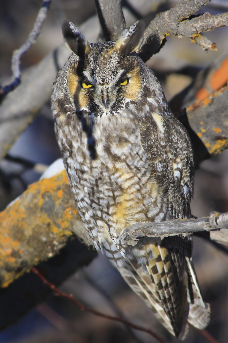 Long-eared Owl - Matthew Pendleton