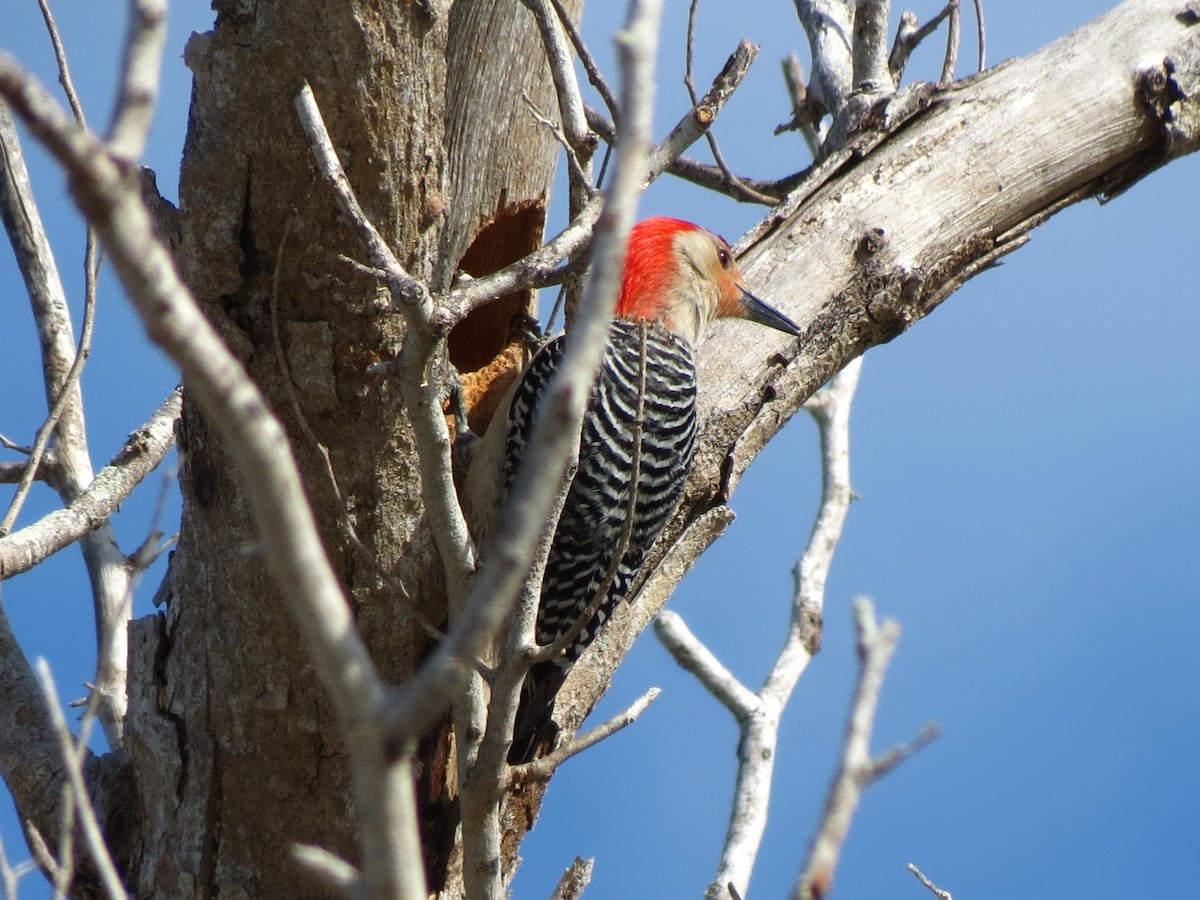 Red-bellied Woodpecker - ML52542911