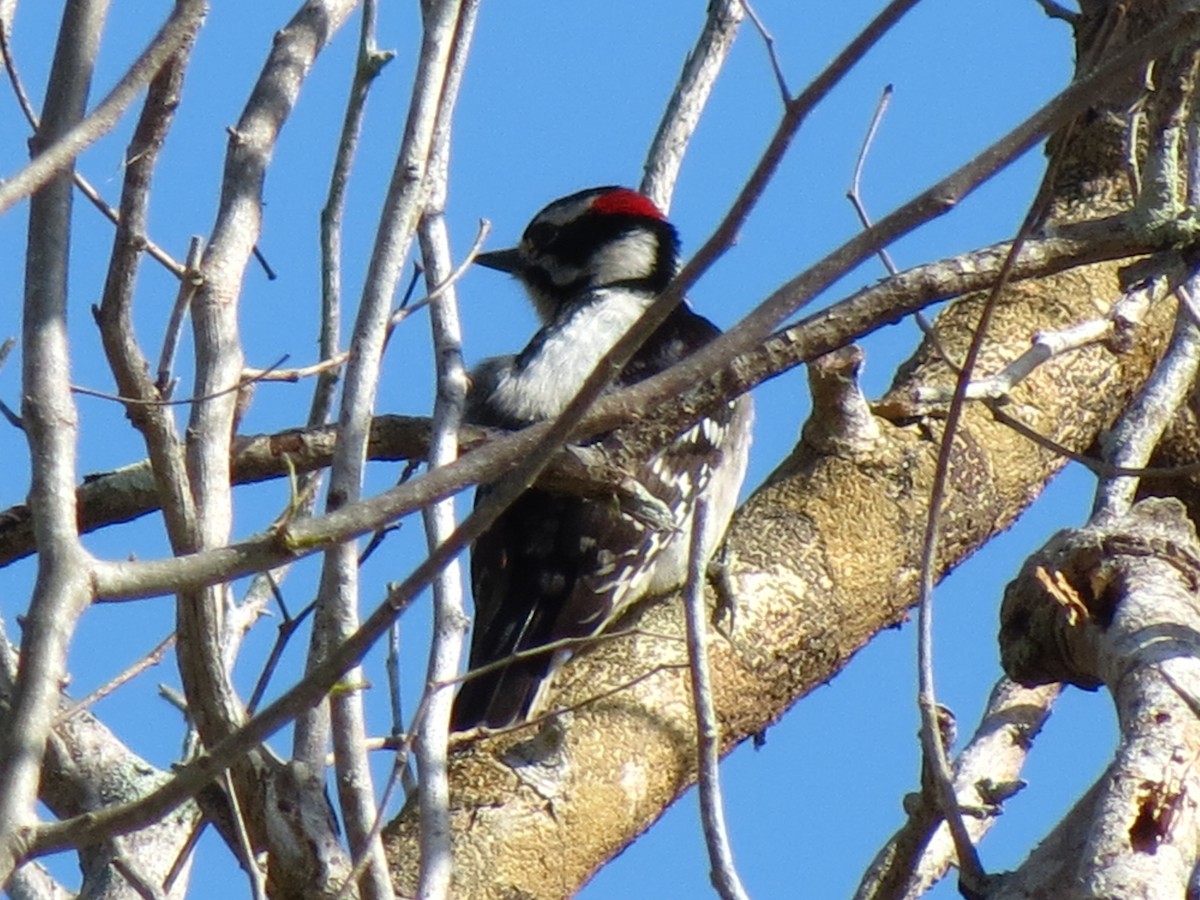 Downy Woodpecker - ML52543051