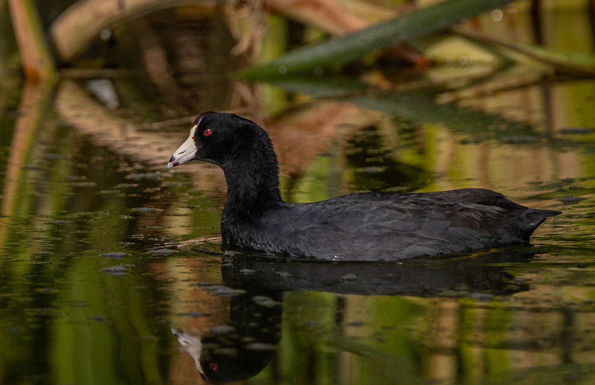 American Coot (Red-shielded) - ML525430561