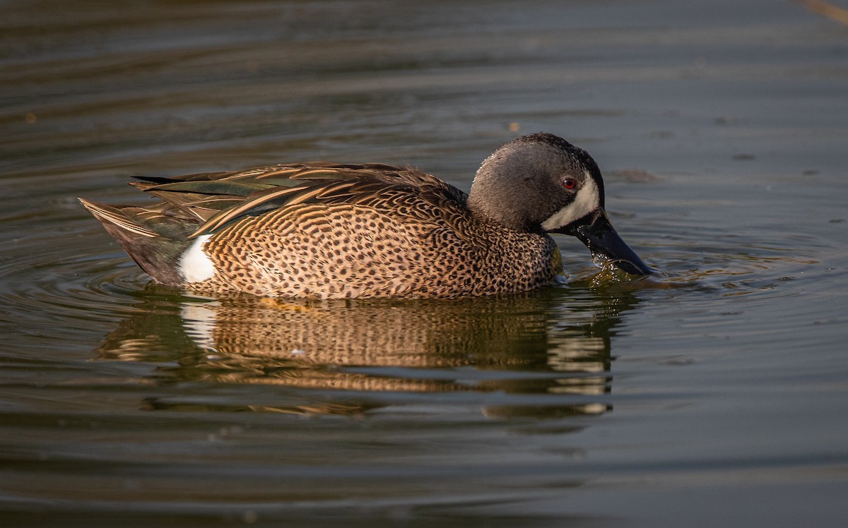 Blue-winged Teal - ML525431351