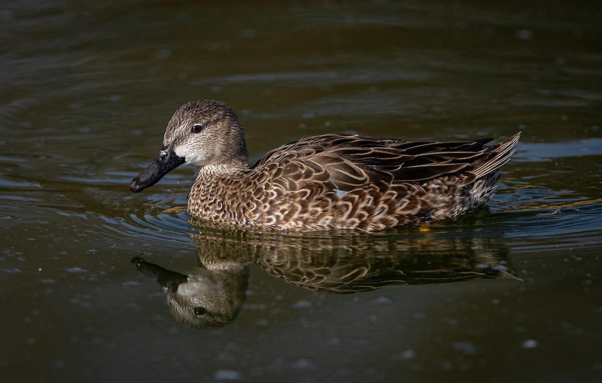 Blue-winged Teal - ML525431361