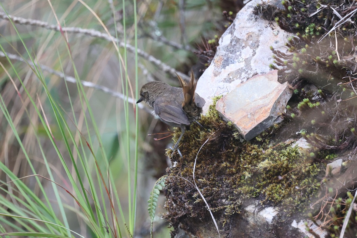Vilcabamba Thistletail - loretta kao