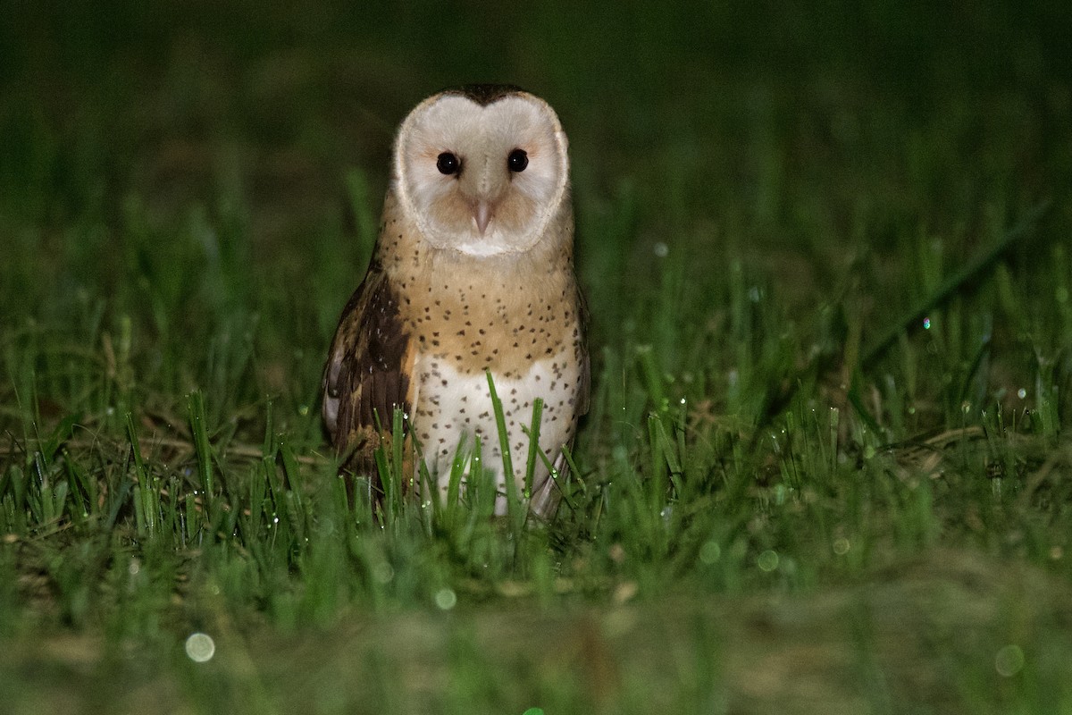 Australasian Grass-Owl - Anonymous
