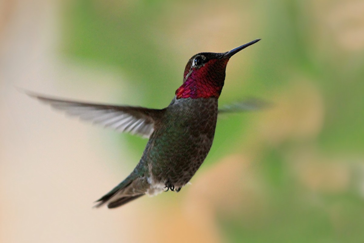 Anna's Hummingbird - Matthew Pendleton