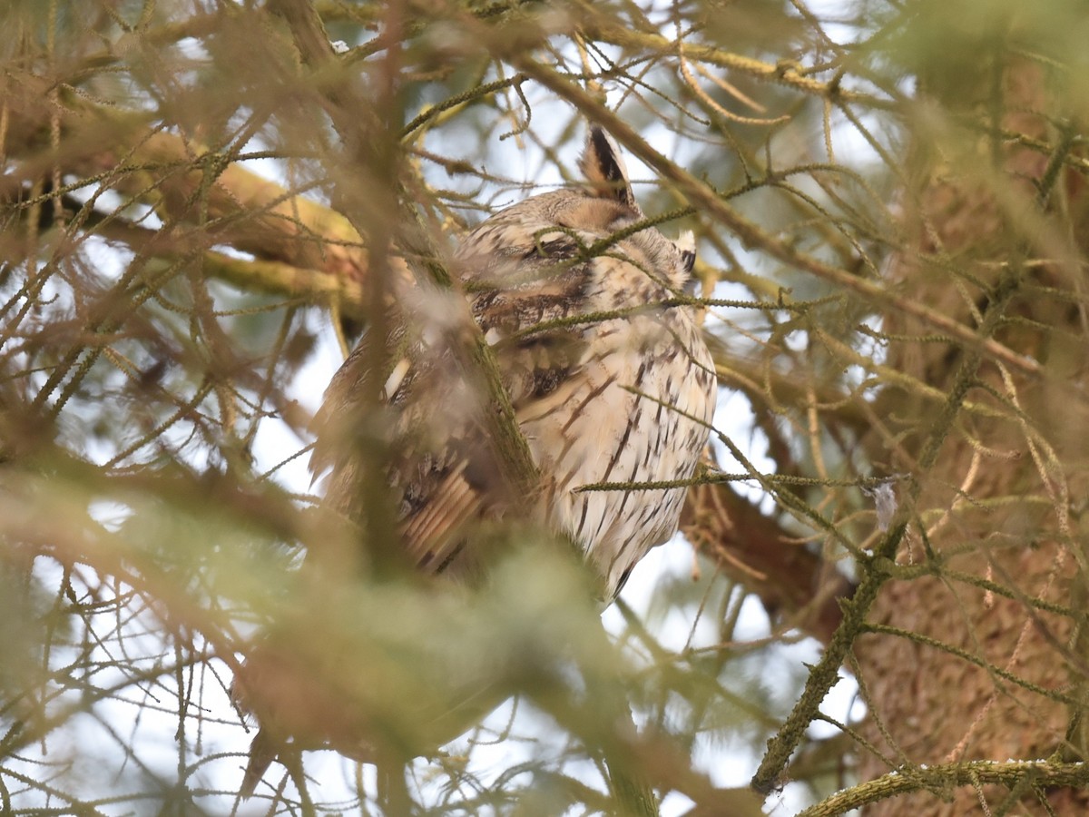 Long-eared Owl - ML525443551