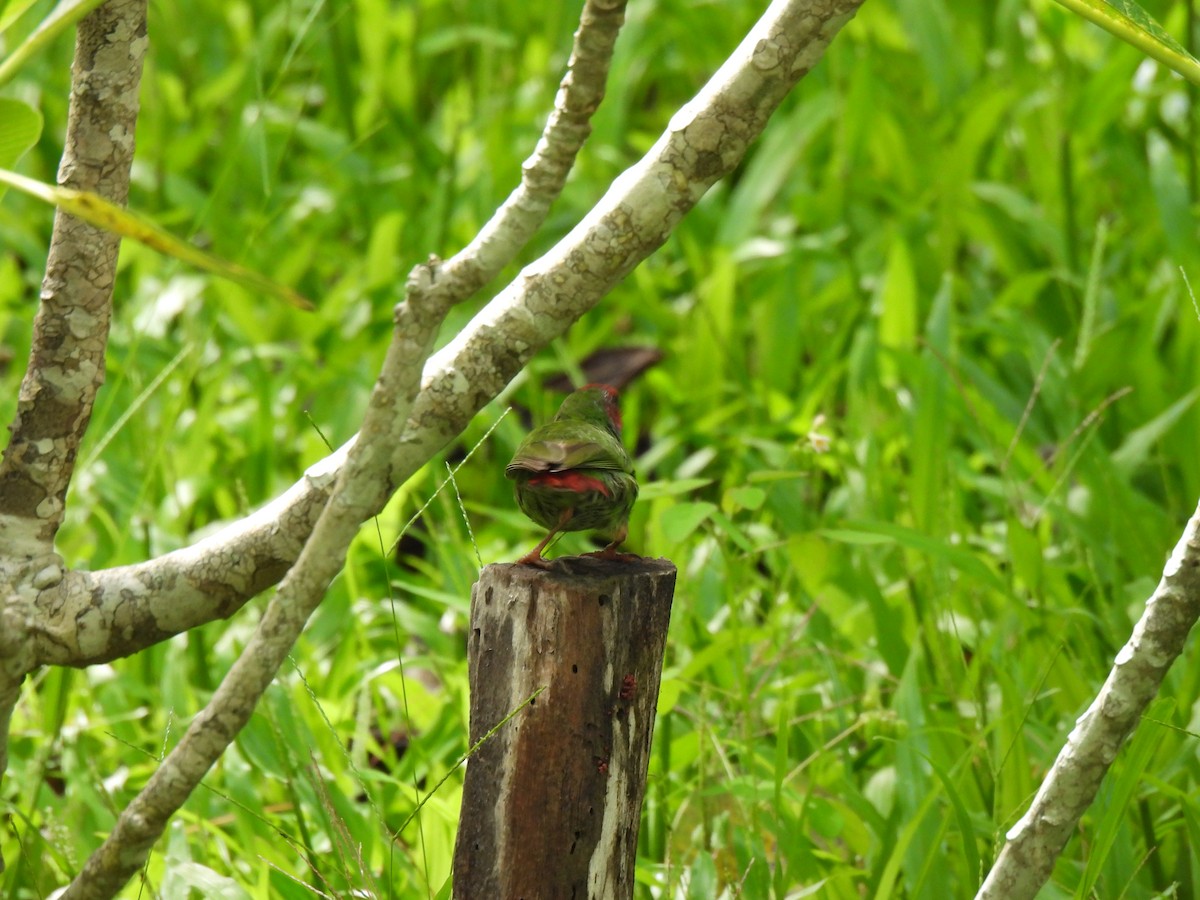 Fiji Parrotfinch - ML525446491