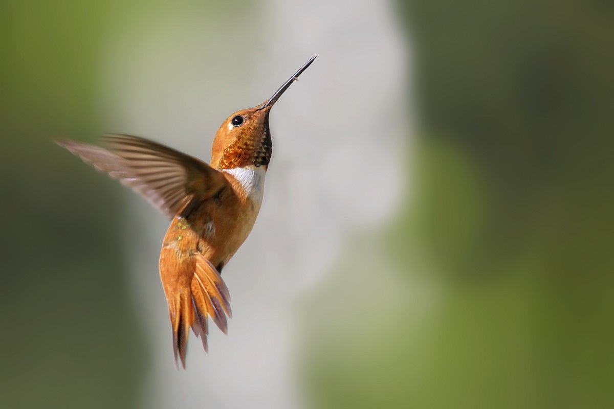 Rufous Hummingbird - Matthew Pendleton