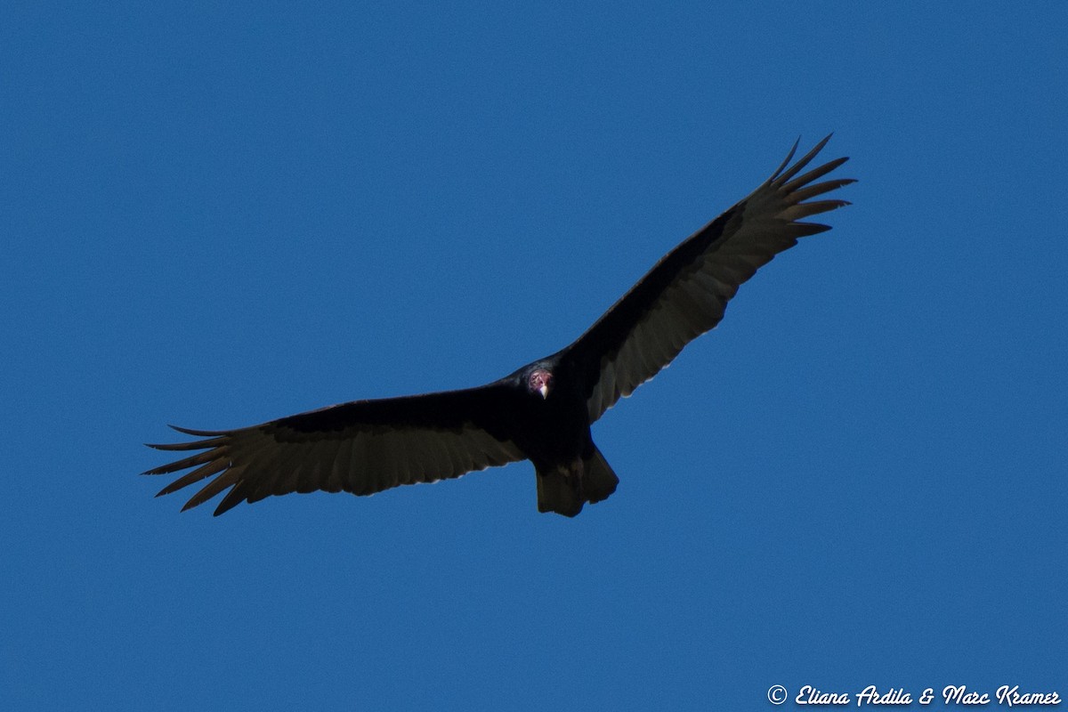 Turkey Vulture - ML52544791