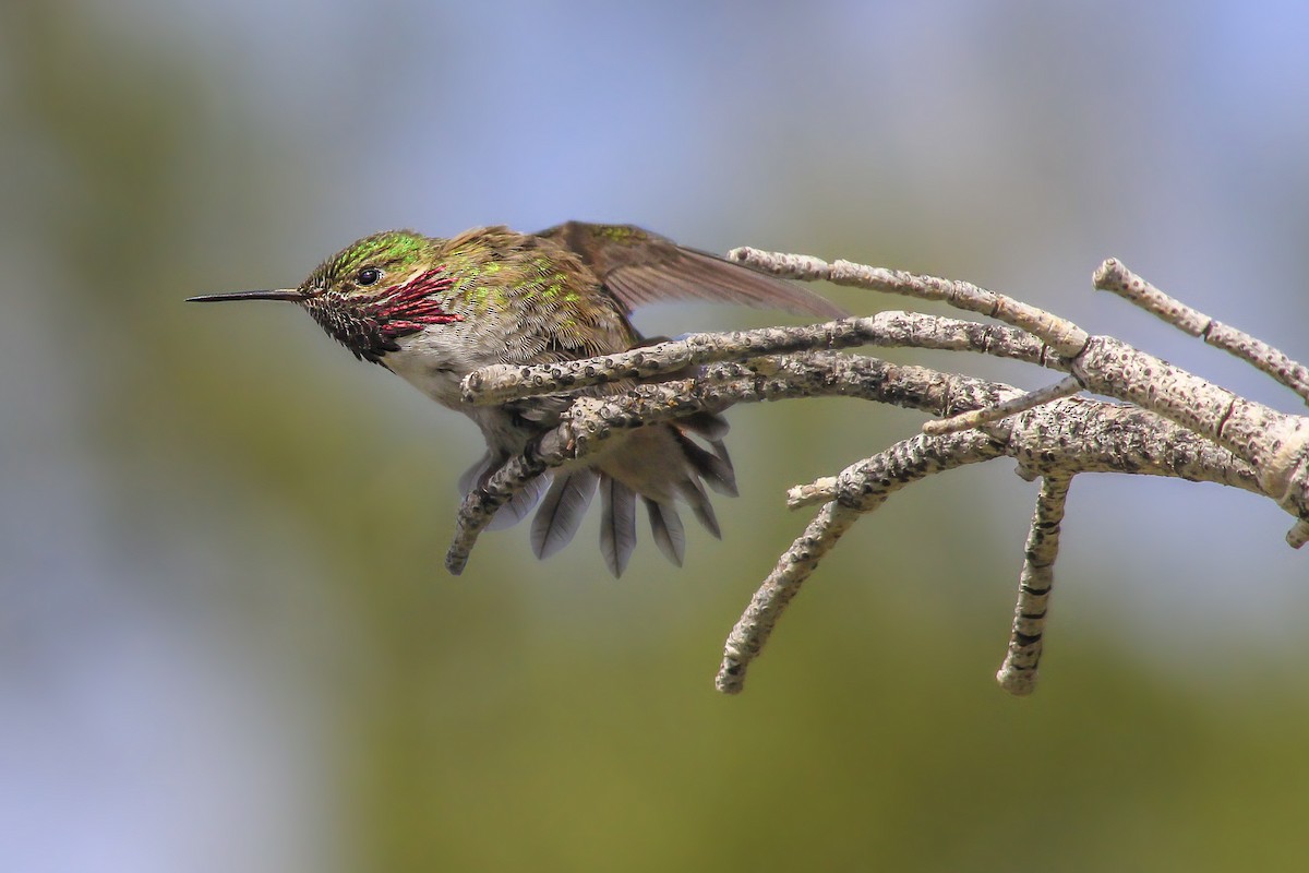 Calliope Hummingbird - Matthew Pendleton