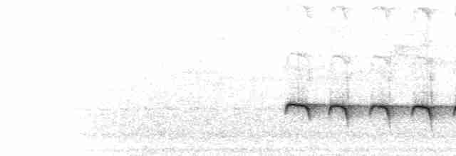  - Zeledon's Antbird (Zeledon's)