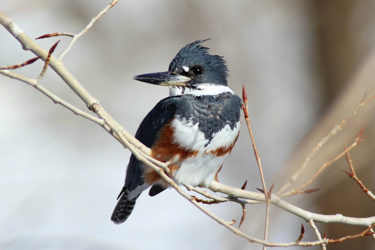 Belted Kingfisher - ML52545141