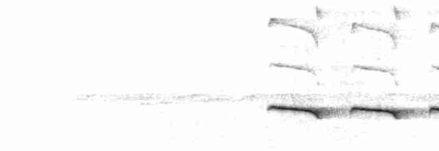  - Blue-lored Antbird (Andean)