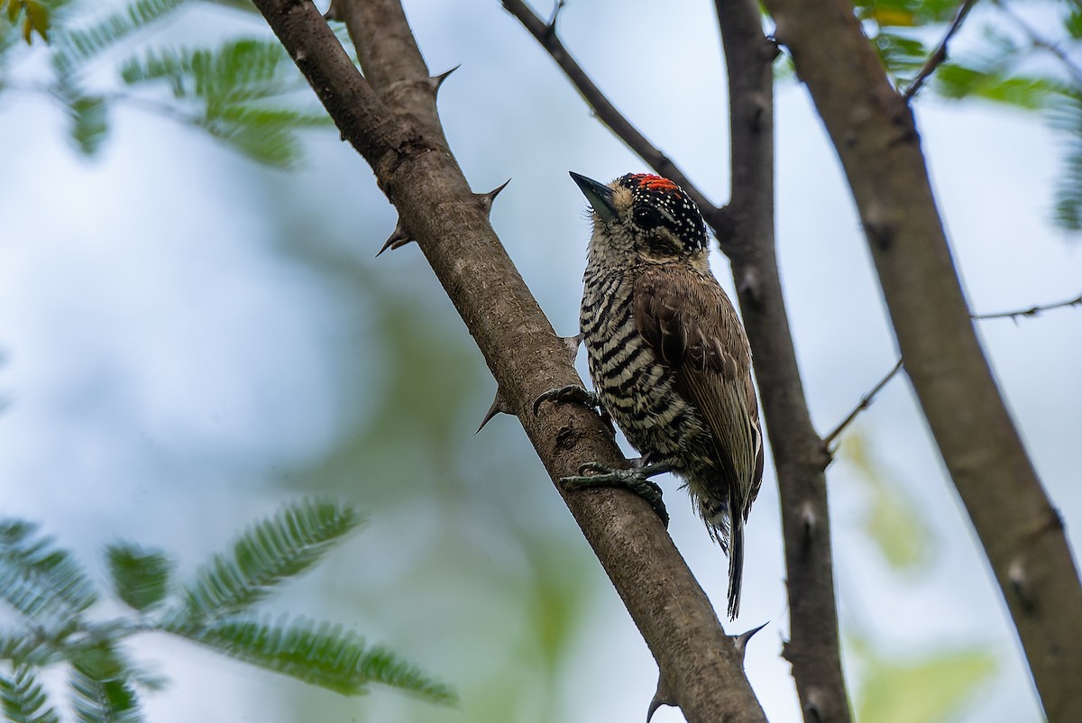 White-barred Piculet - ML525462181