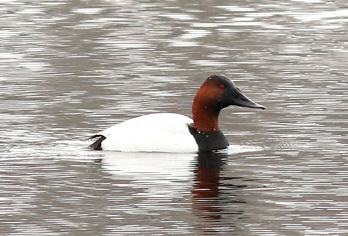 Canvasback - Mike Fahay