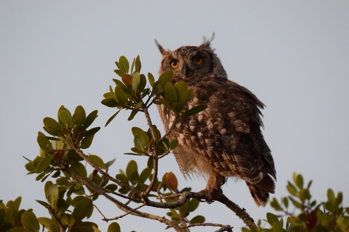 Spotted Eagle-Owl - ML52546561