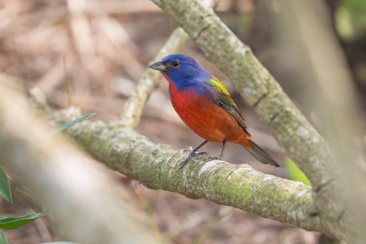 Painted Bunting - ML52546861