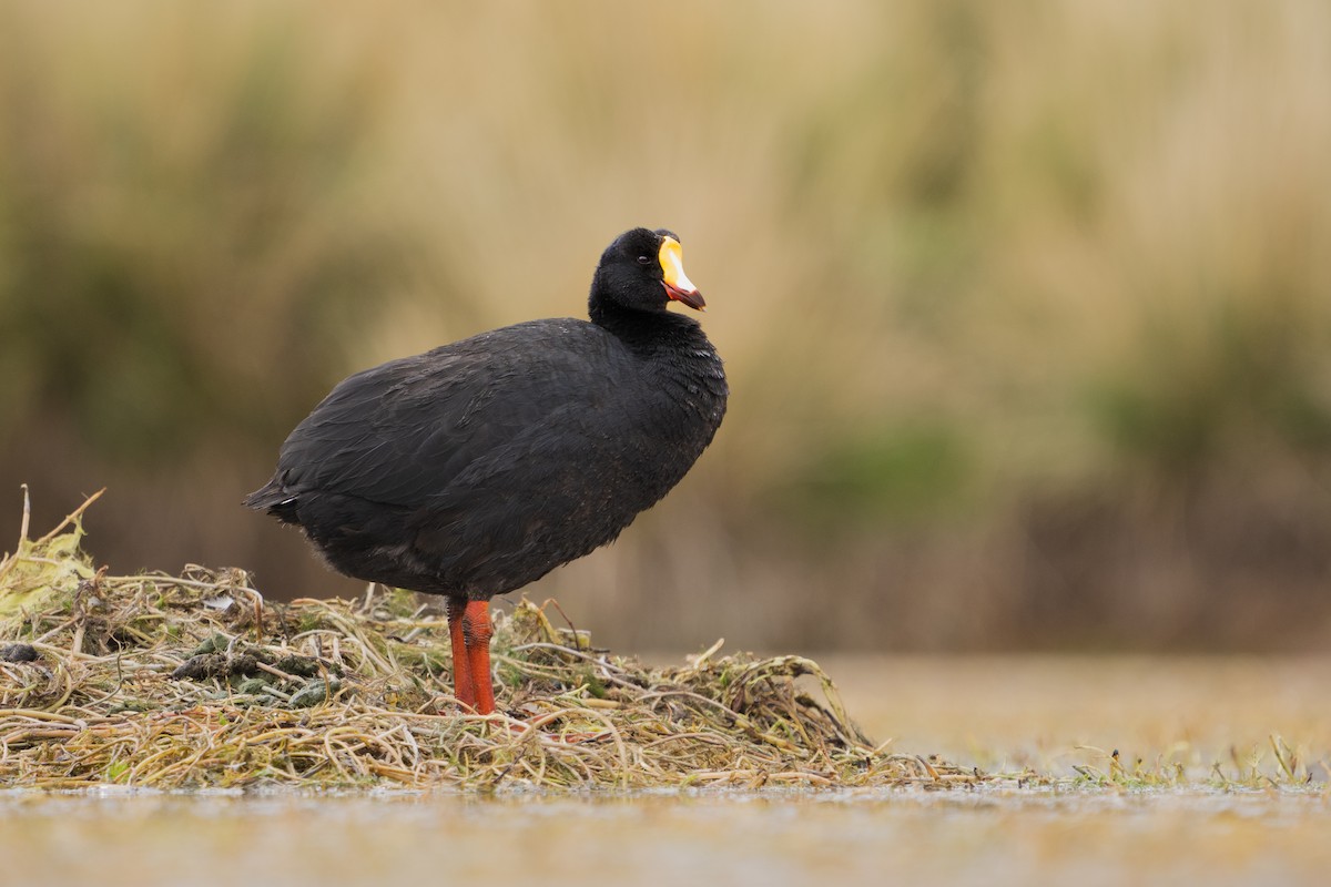 Giant Coot - ML525468911