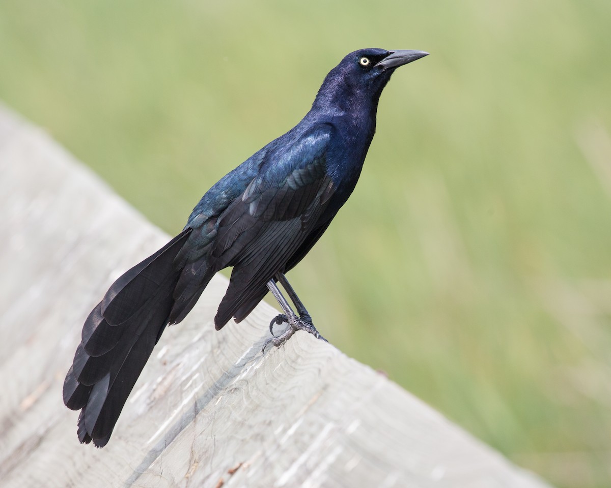 Great-tailed Grackle - ML52546901