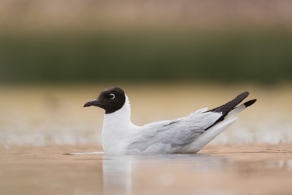 Andean Gull - Kevin Zaouali