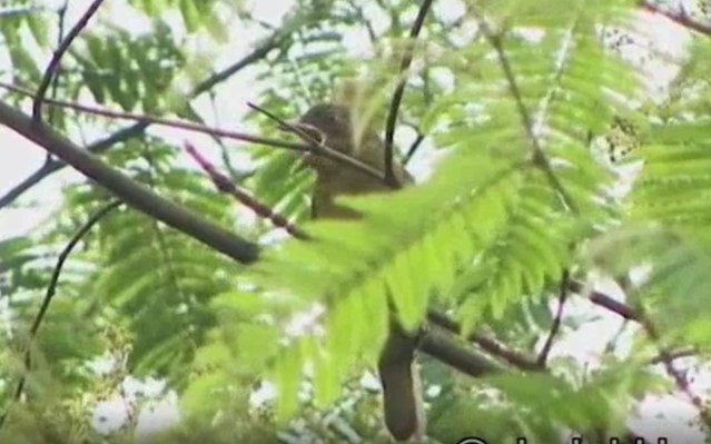 Ochre-breasted Tanager - ML525472151