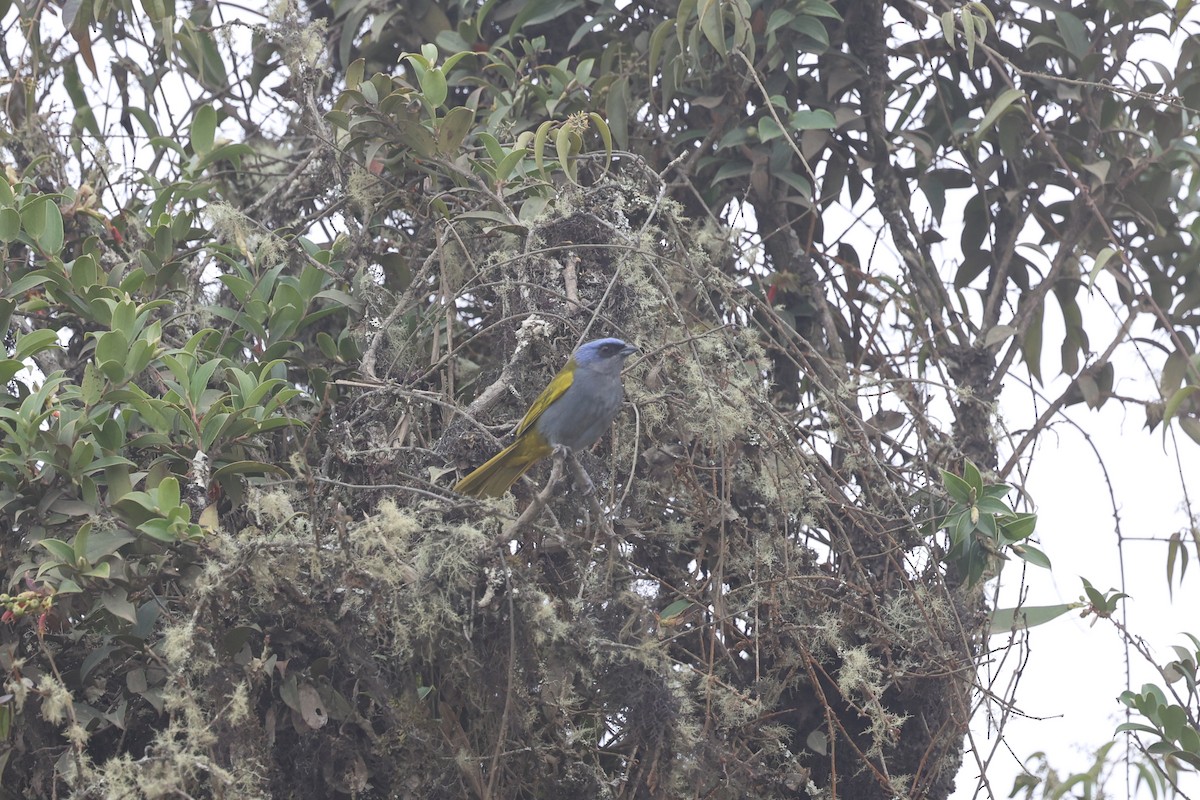 Blue-capped Tanager - ML525472271
