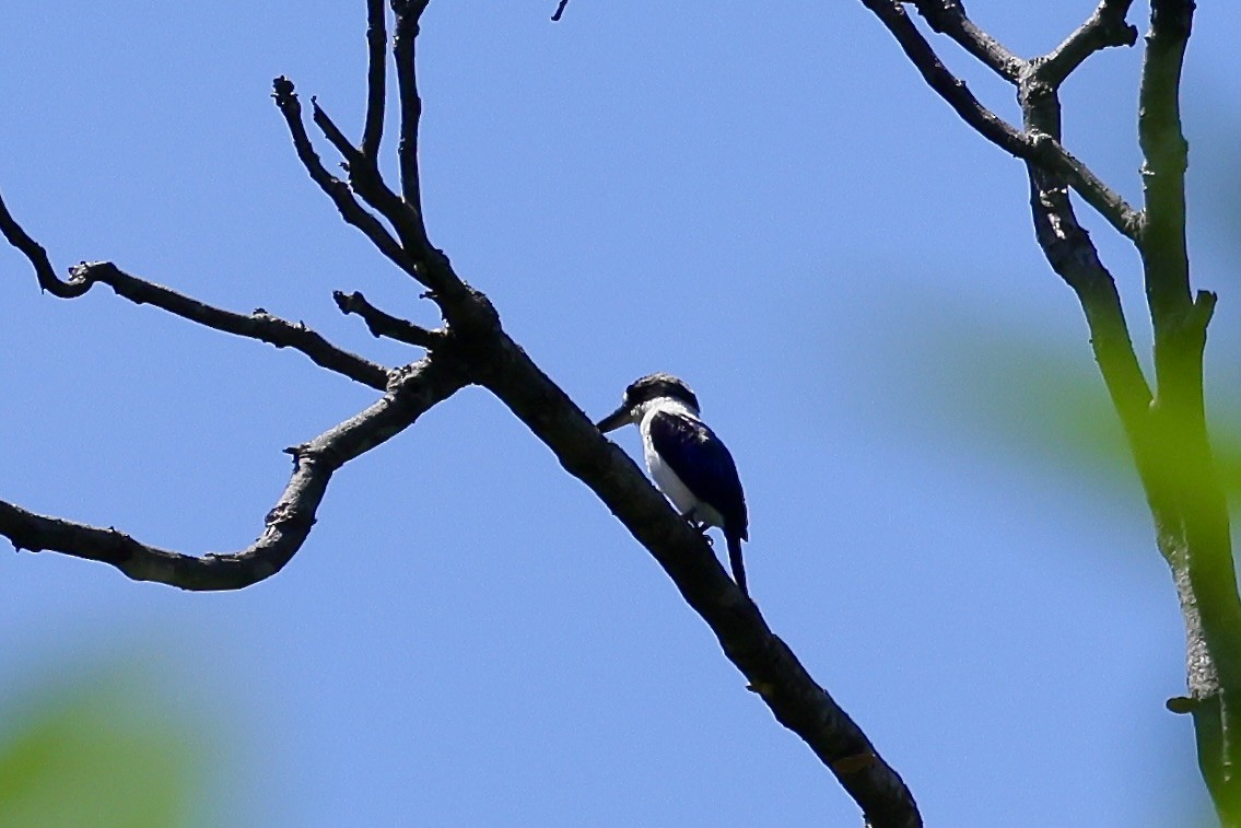 Forest Kingfisher - ML525473791