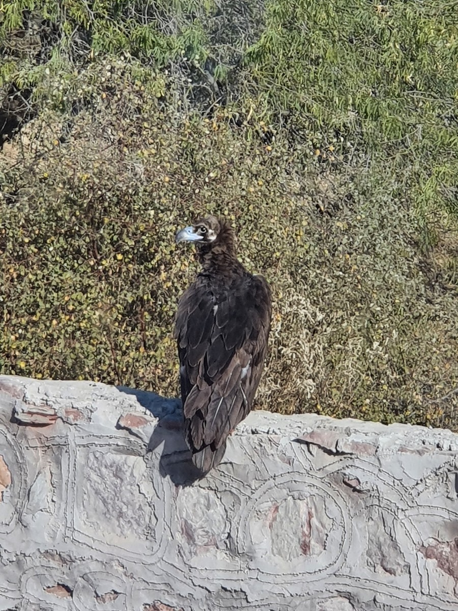 Cinereous Vulture - ML525473901