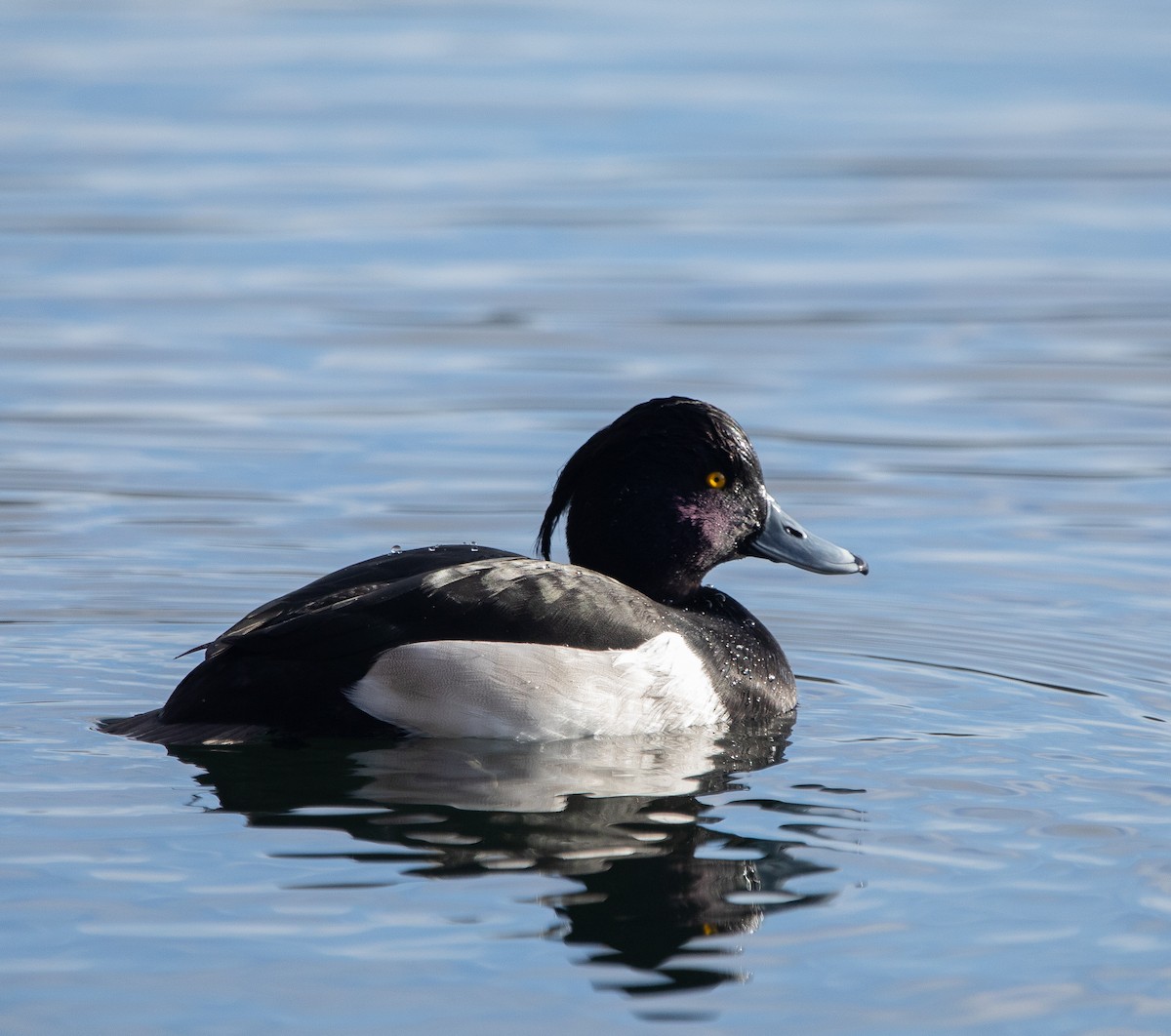 Tufted Duck - ML525479411
