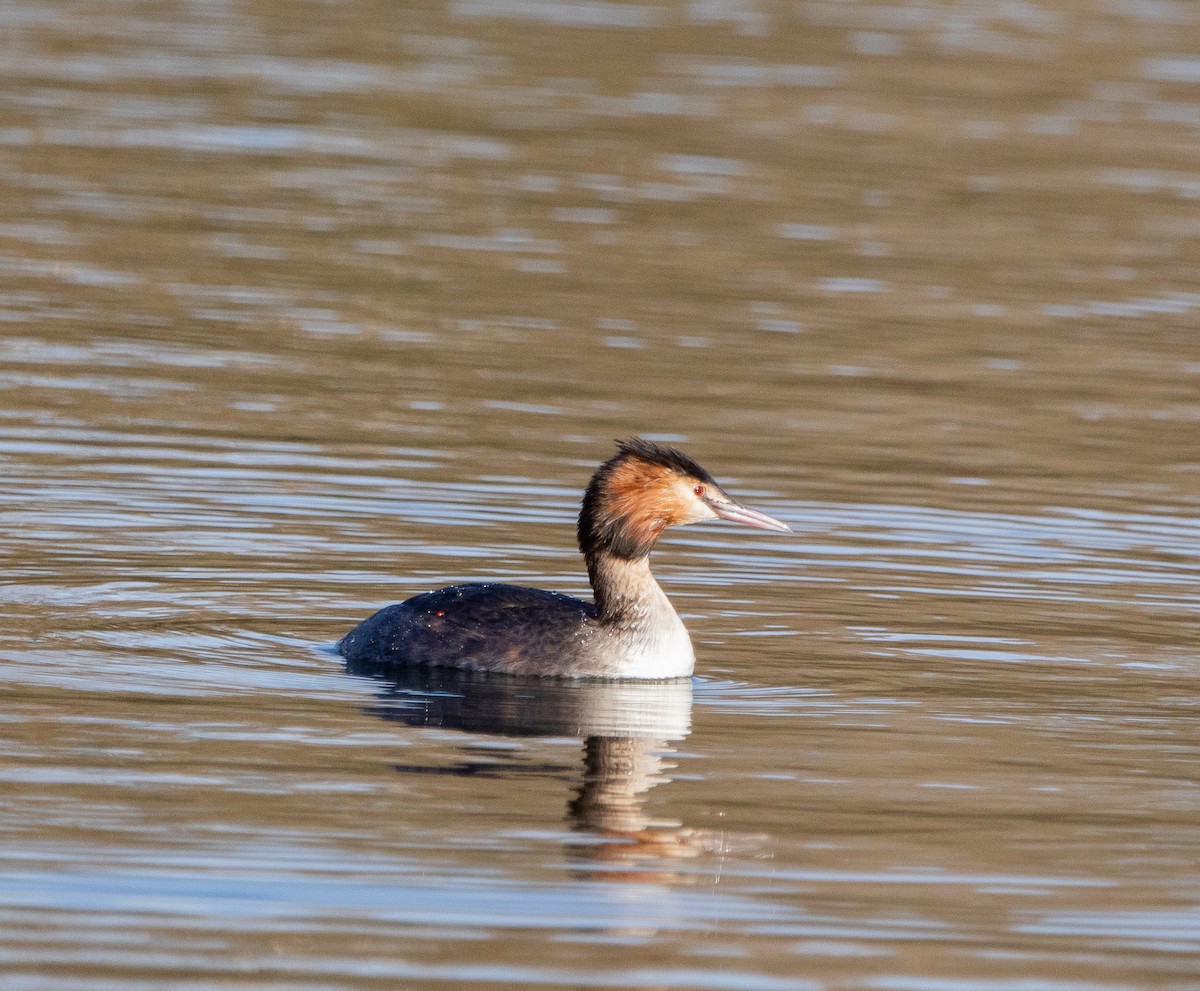 Great Crested Grebe - ML525479431