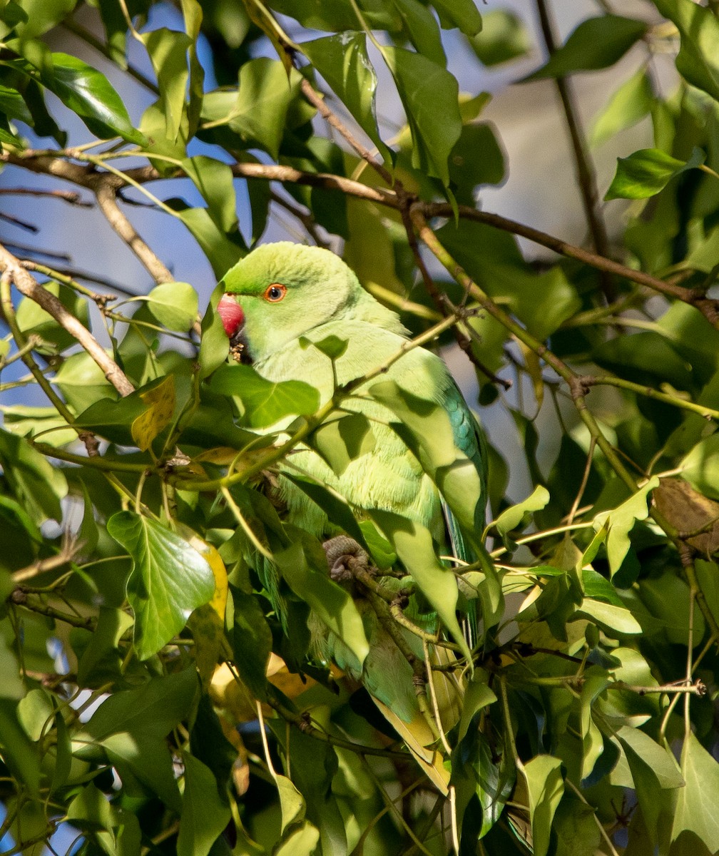 Rose-ringed Parakeet - Hoeckman's Wildlife