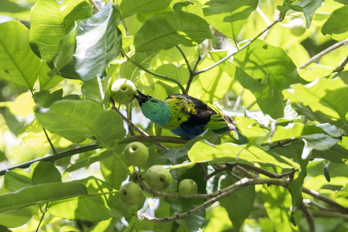 Green-headed Tanager - ML525481651
