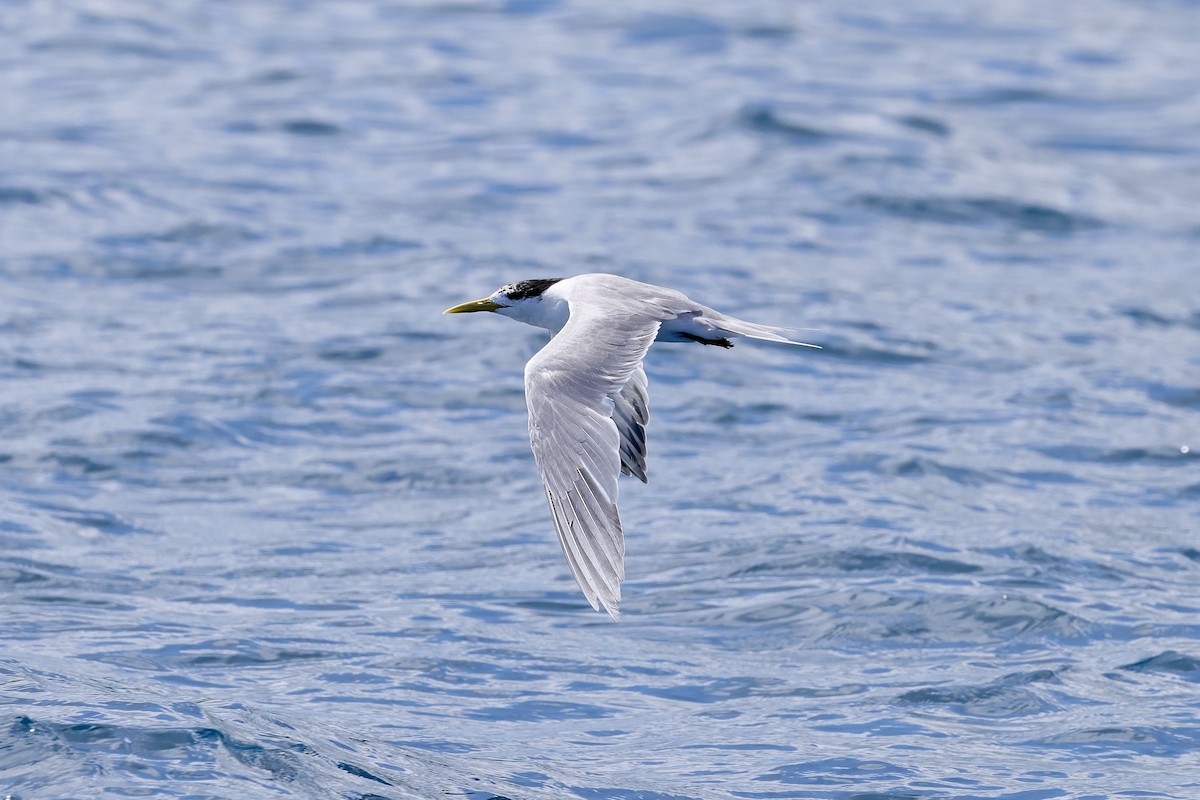 Great Crested Tern - ML525487951
