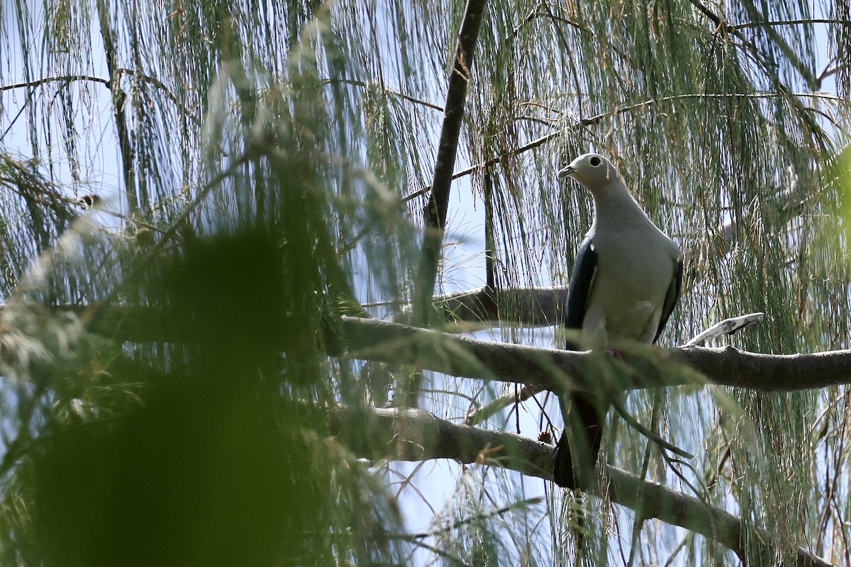 Island Imperial-Pigeon - ML525488101