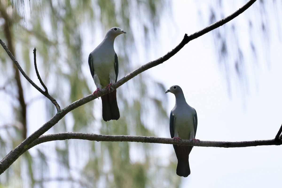 Island Imperial-Pigeon - ML525488221