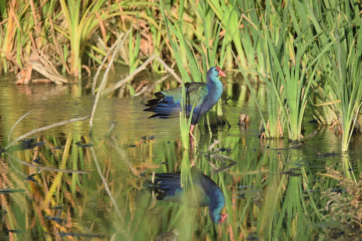 African Swamphen - Ryne Rutherford