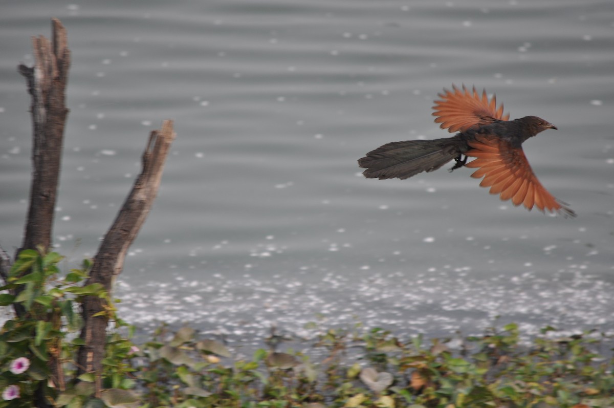 Greater Coucal - ML525489521